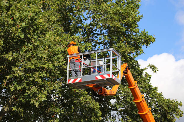 Emergency Storm Tree Removal in St Georges, DE